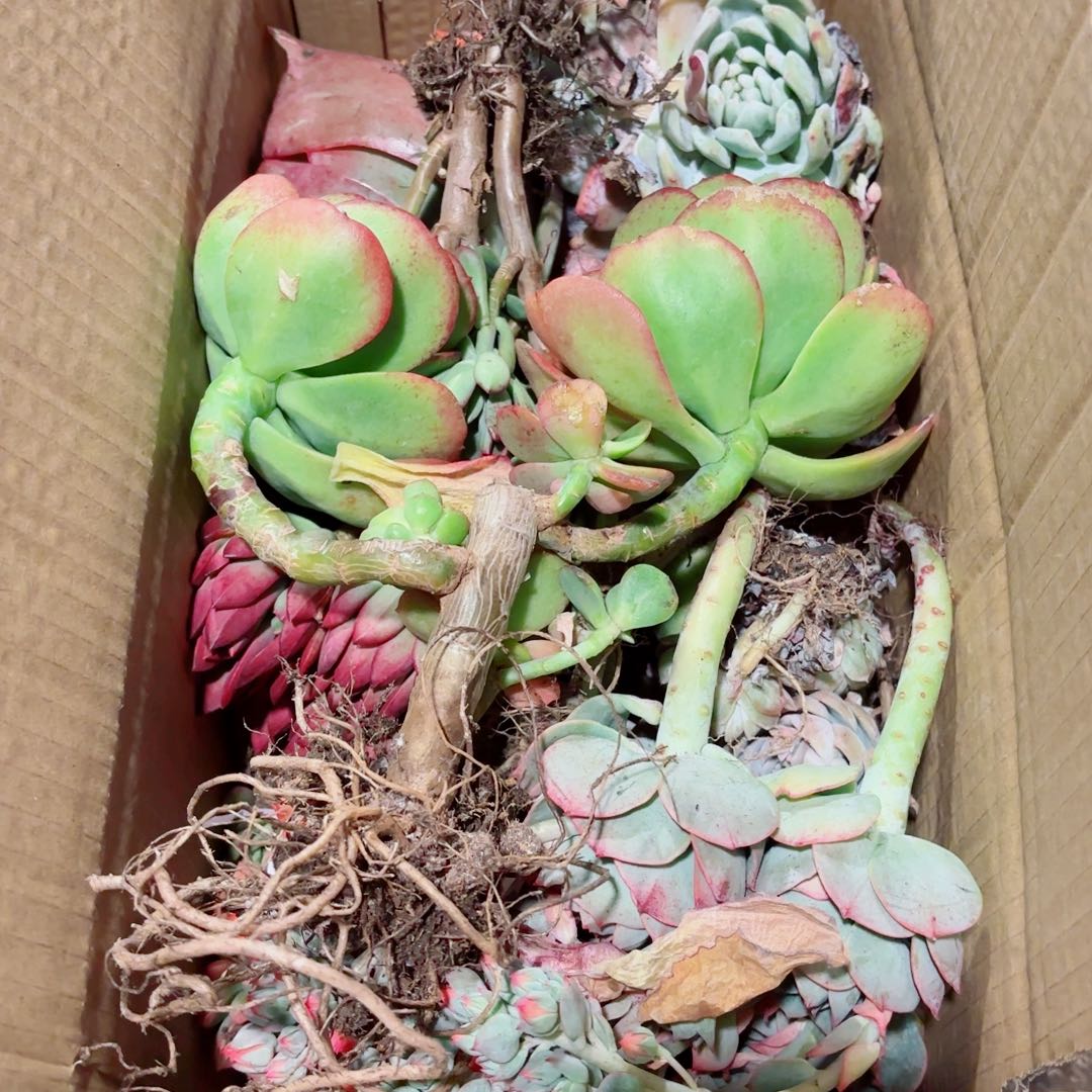 虾*?杂花不售后94。        