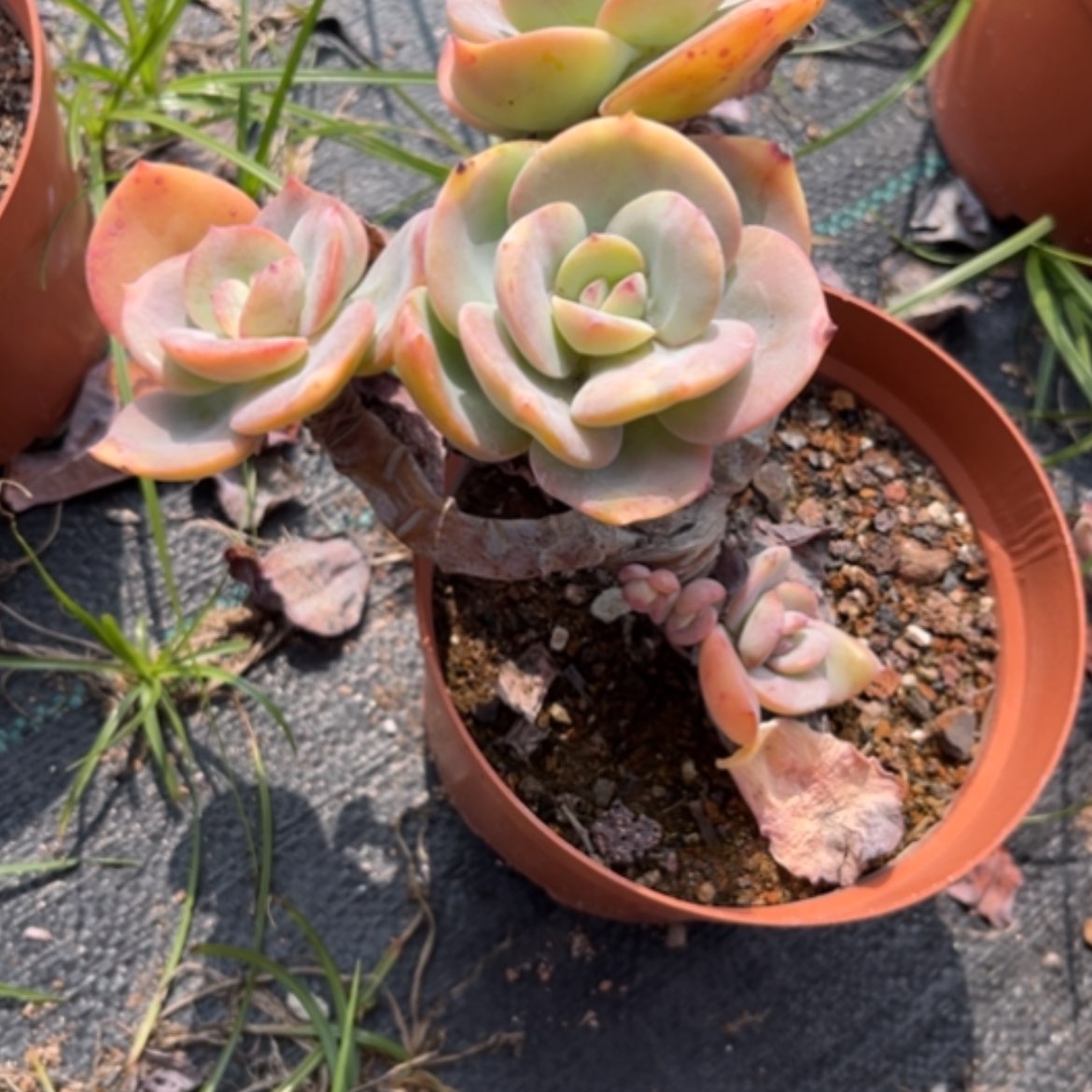 【闪购商品】萌****心白凤