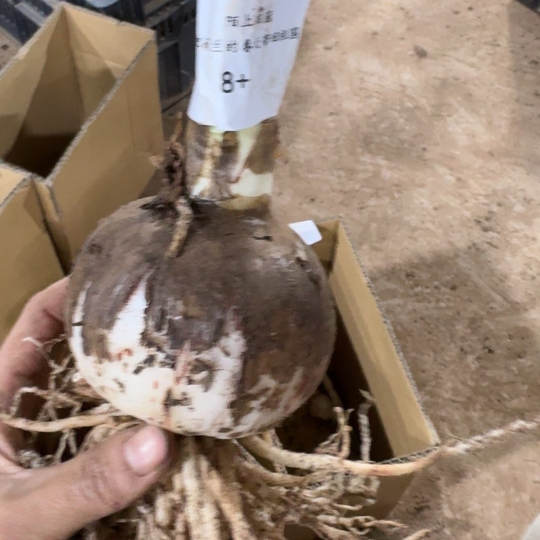 异域孔雀8*开花qiu fa fa fa