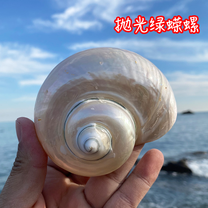 天然海螺贝壳荧光嵘螺抛光绿蝾螺拍摄道具鱼缸造景大寄居蟹替换壳
