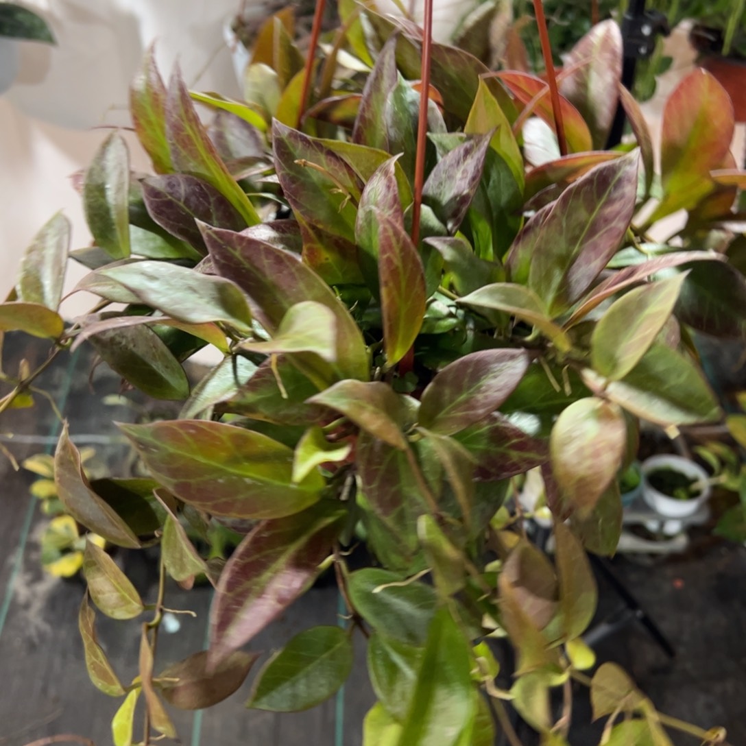 雪***子无花朵苏奈球兰品种