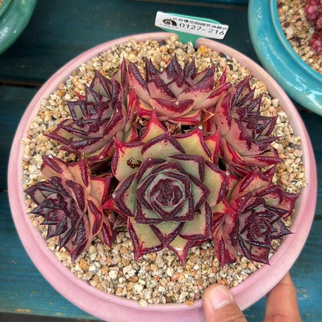 多肉一物一拍0127-216