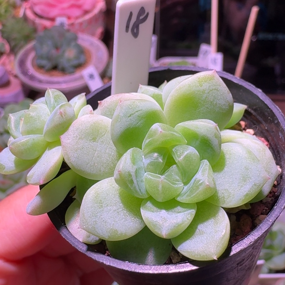 18财富三头哈哈哈哈