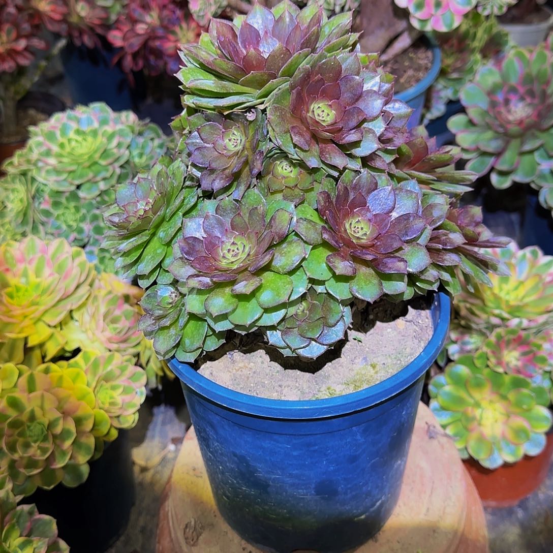 老庄红魔法师28.8