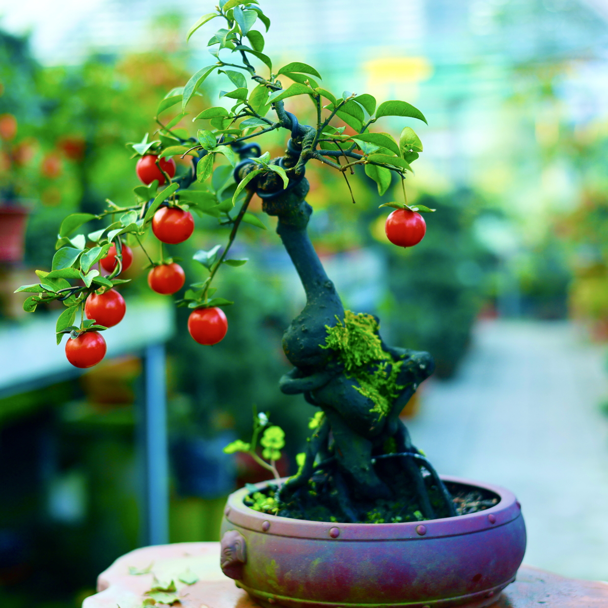 四川小叶金弹子带造型观果母桩可挂果盆景盆栽园林艺术植物