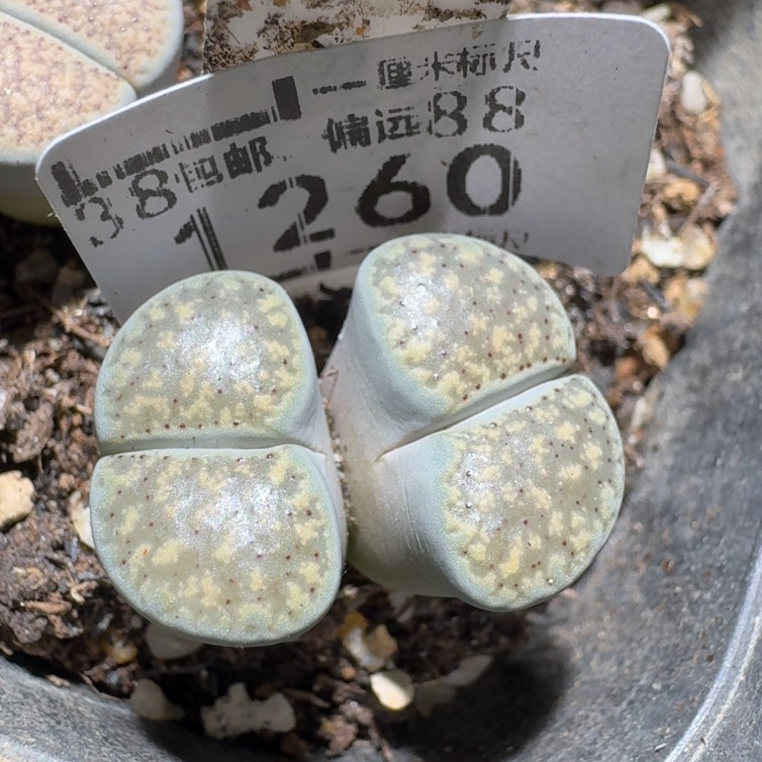 zzzz生石花肉锥1260