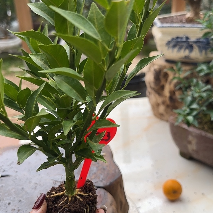 逸***易直播间八房柑一物一拍