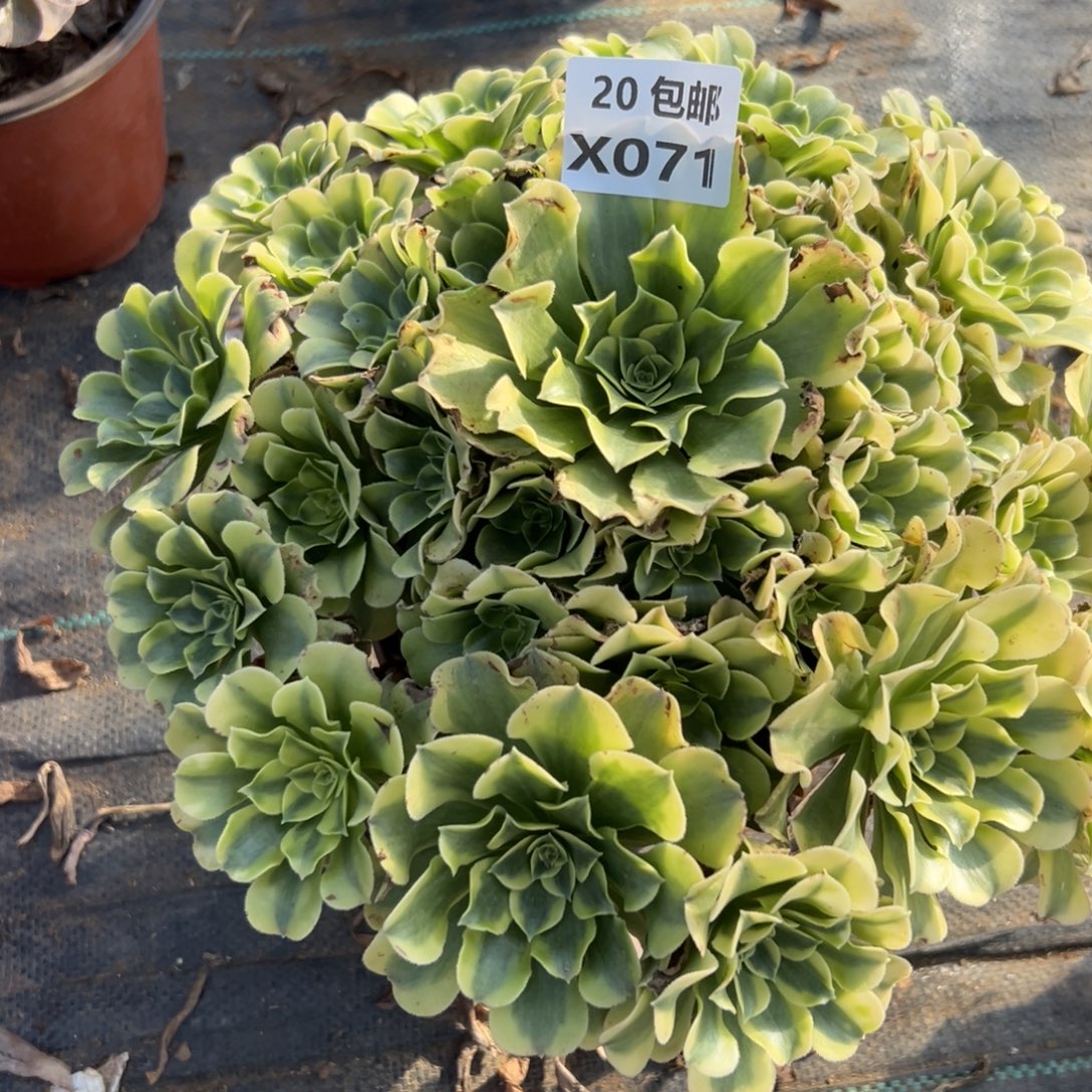 071绿豆沙，满20包邮嘟叮熊