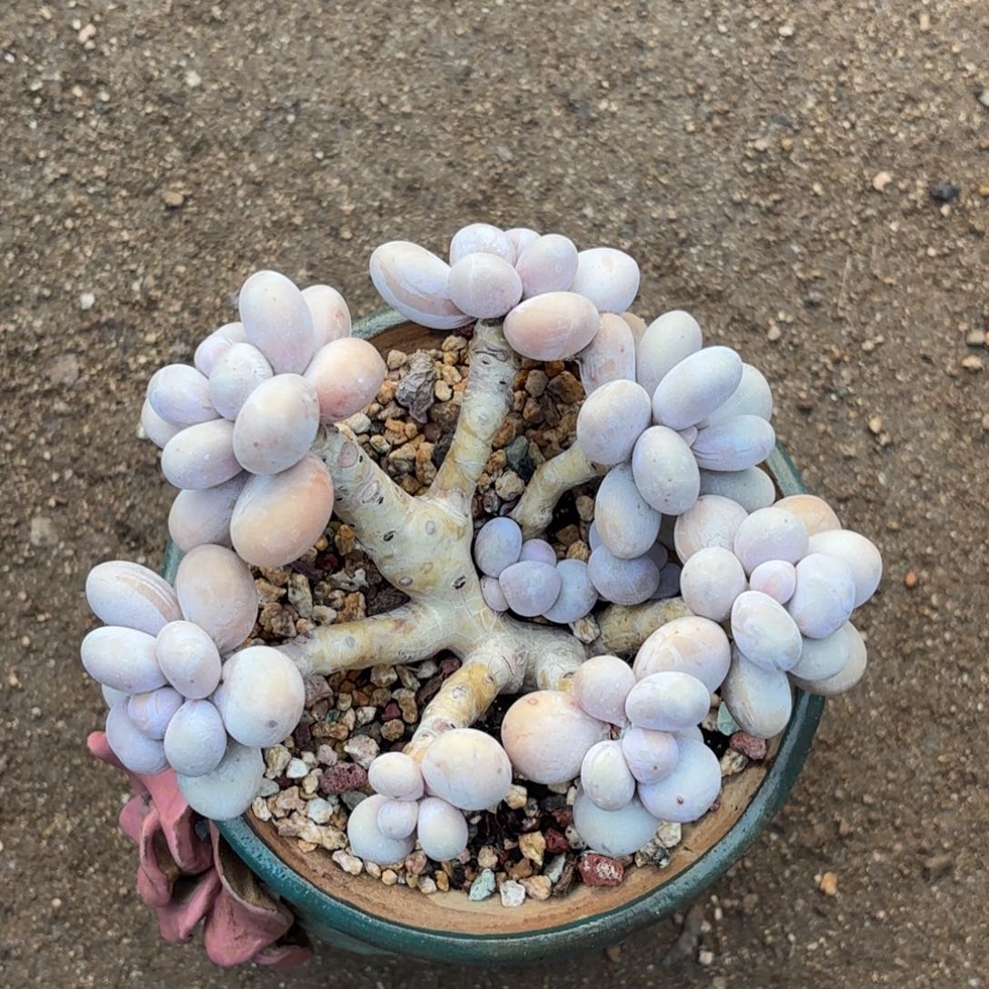 无花朵原始奶1111111111111