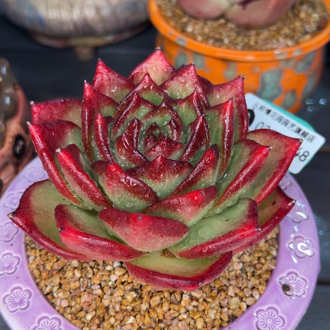 从前慢多肉精选编号0215.248