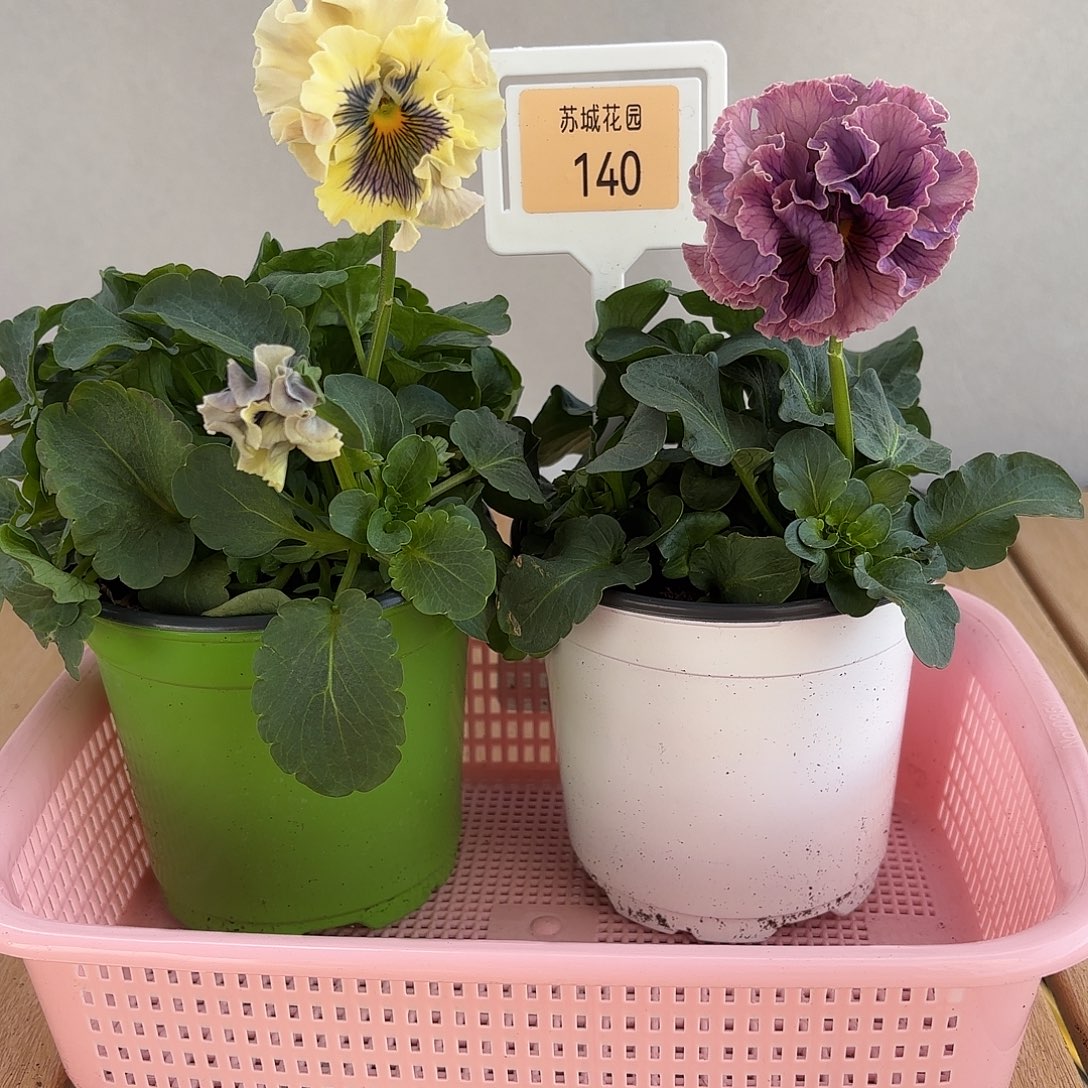 大部分开放少量花苞140