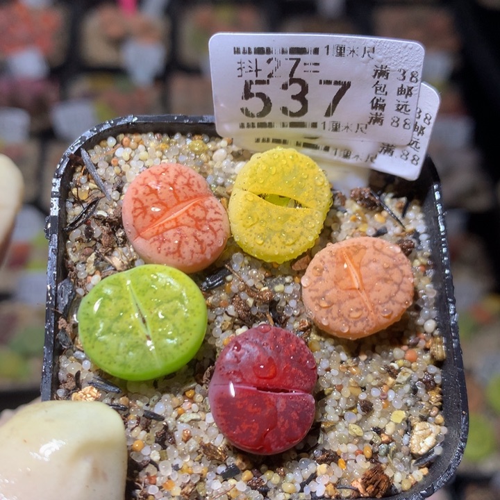 精品生石花27.537