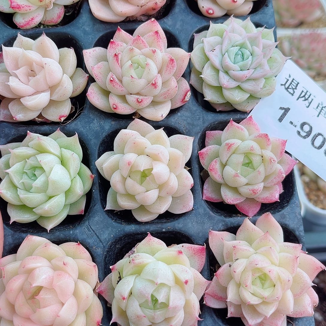 1-908 新疆西藏内蒙不发12.8包邮2-3公分多肉