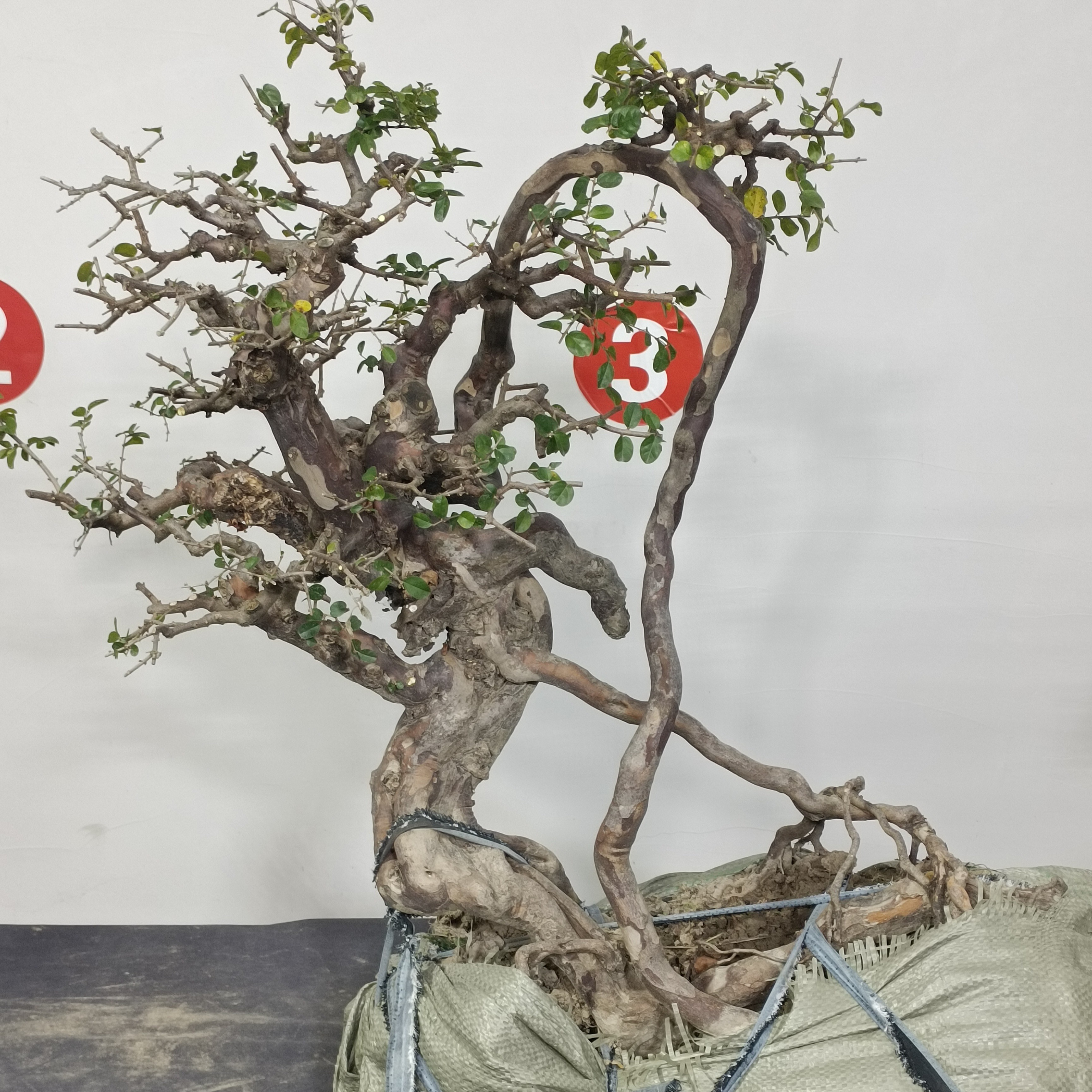 怪桩小叶雀梅老桩盆景