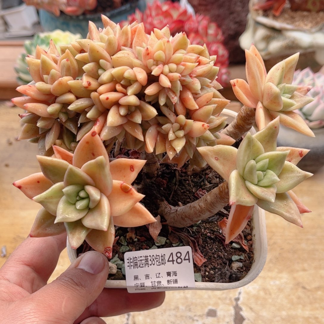 484黄金表丽娜缀德华多肉