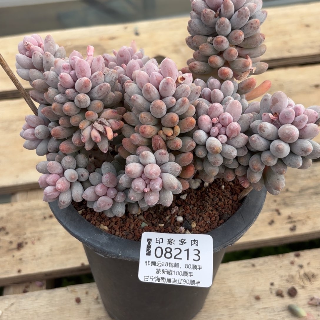 生**要多肉植物08213fffg