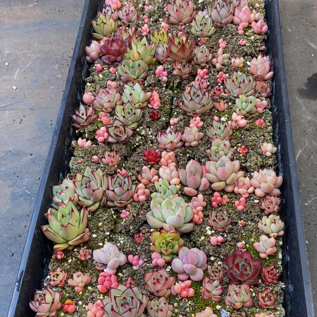 117的人生态度就是这样一