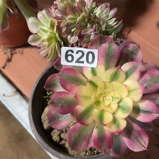 遇***.多肉植物一个倾城微瑕620