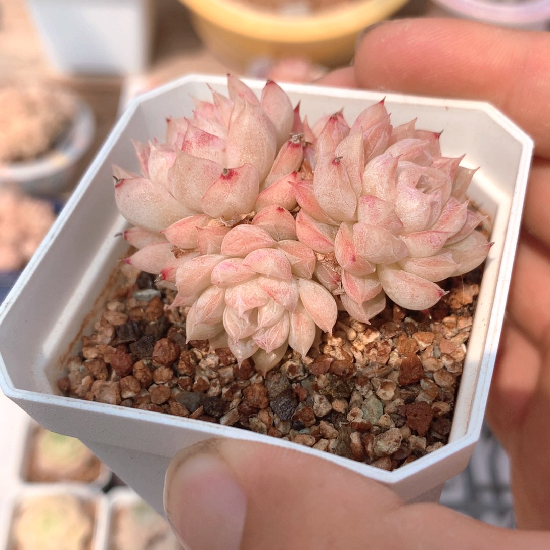 010女王群 不包整散