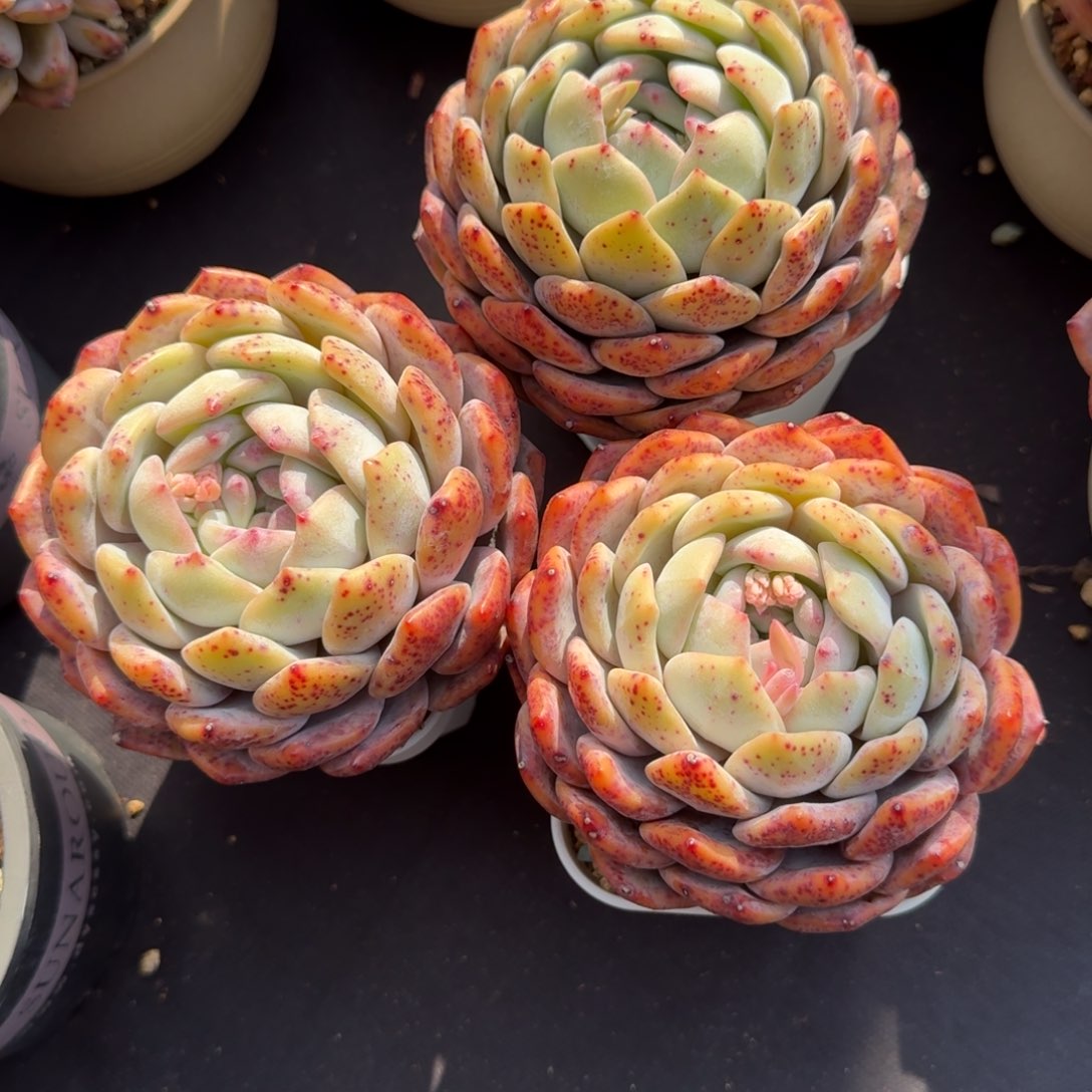 三颗一组68，可带盆发，冠幅9公分左右