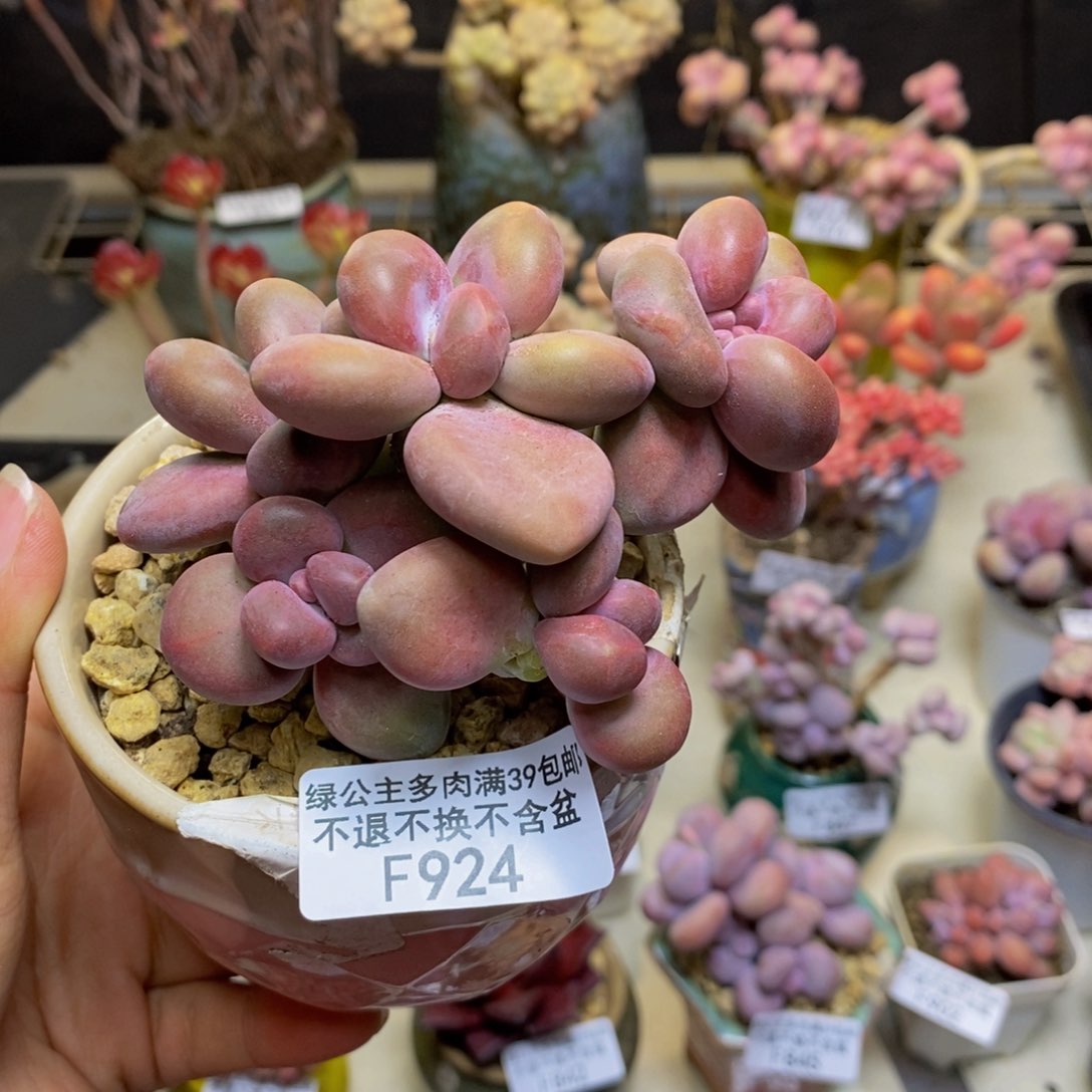 924芒果奶kk奶多肉8c m