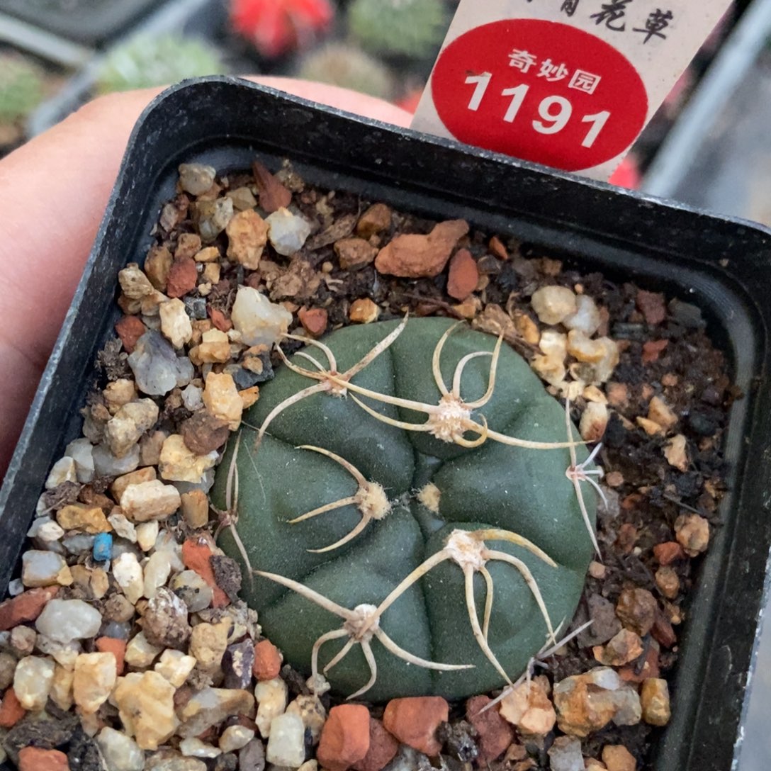 实生高木绯冠龙一颗仙人球