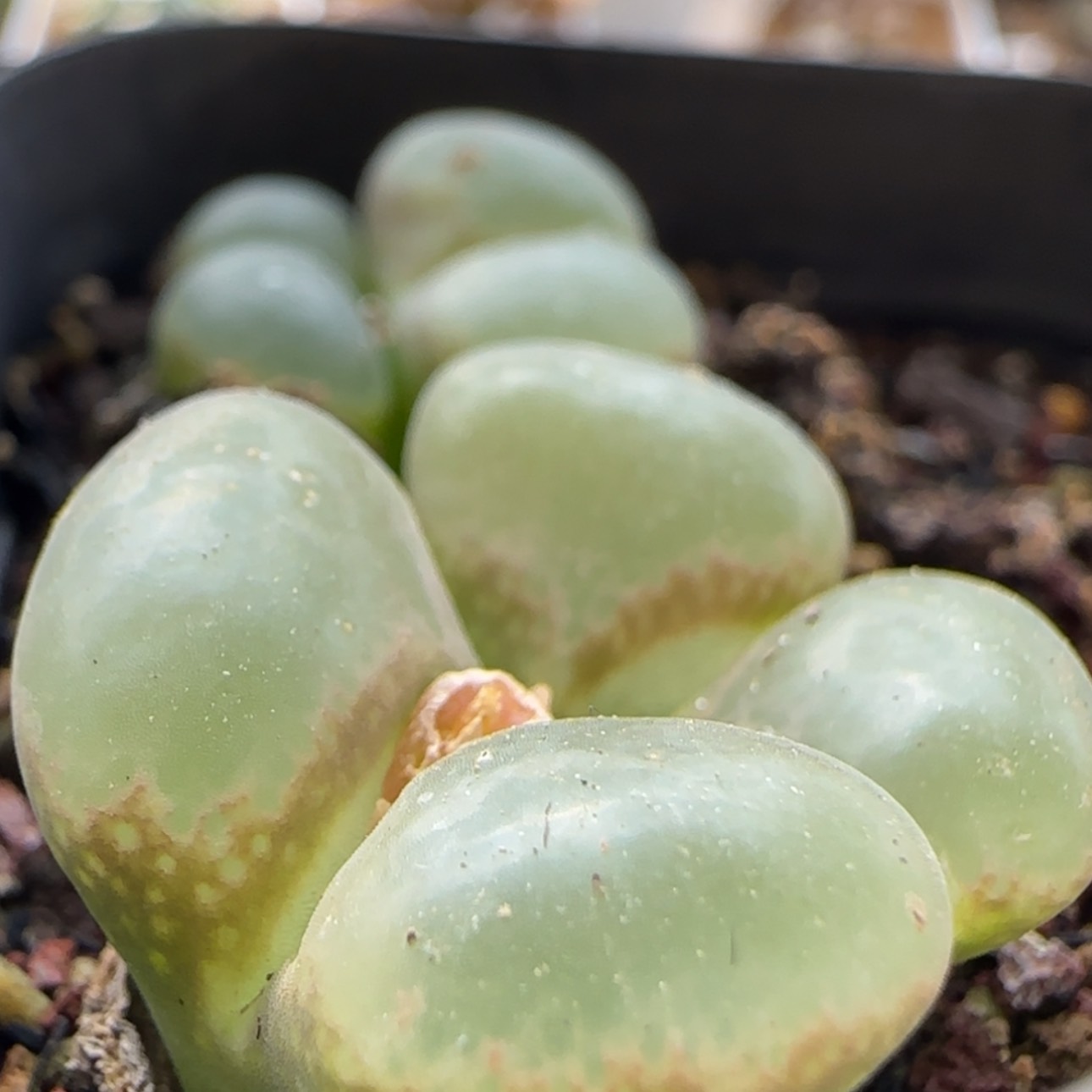 【闪购商品】7647