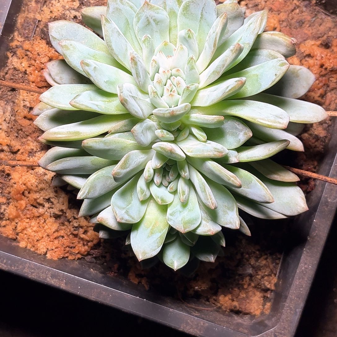 种***森程成多肉植物香槟杂橙子