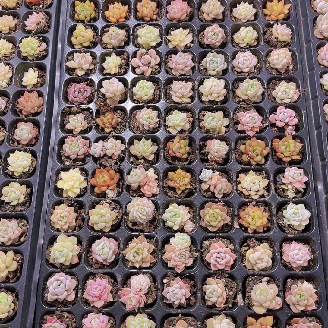 直播一物一拍多肉158