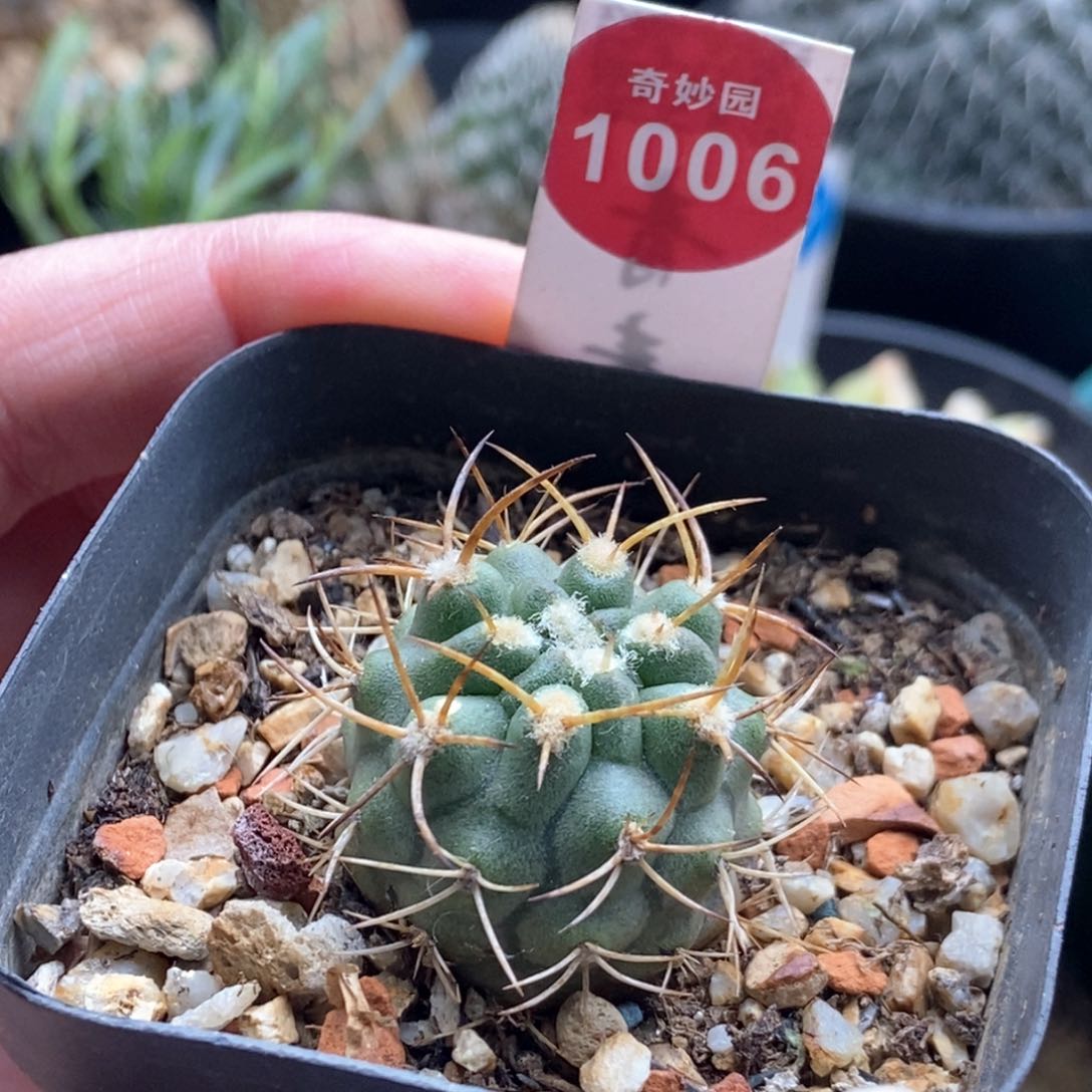 实生极光球2.8cm一棵仙人球