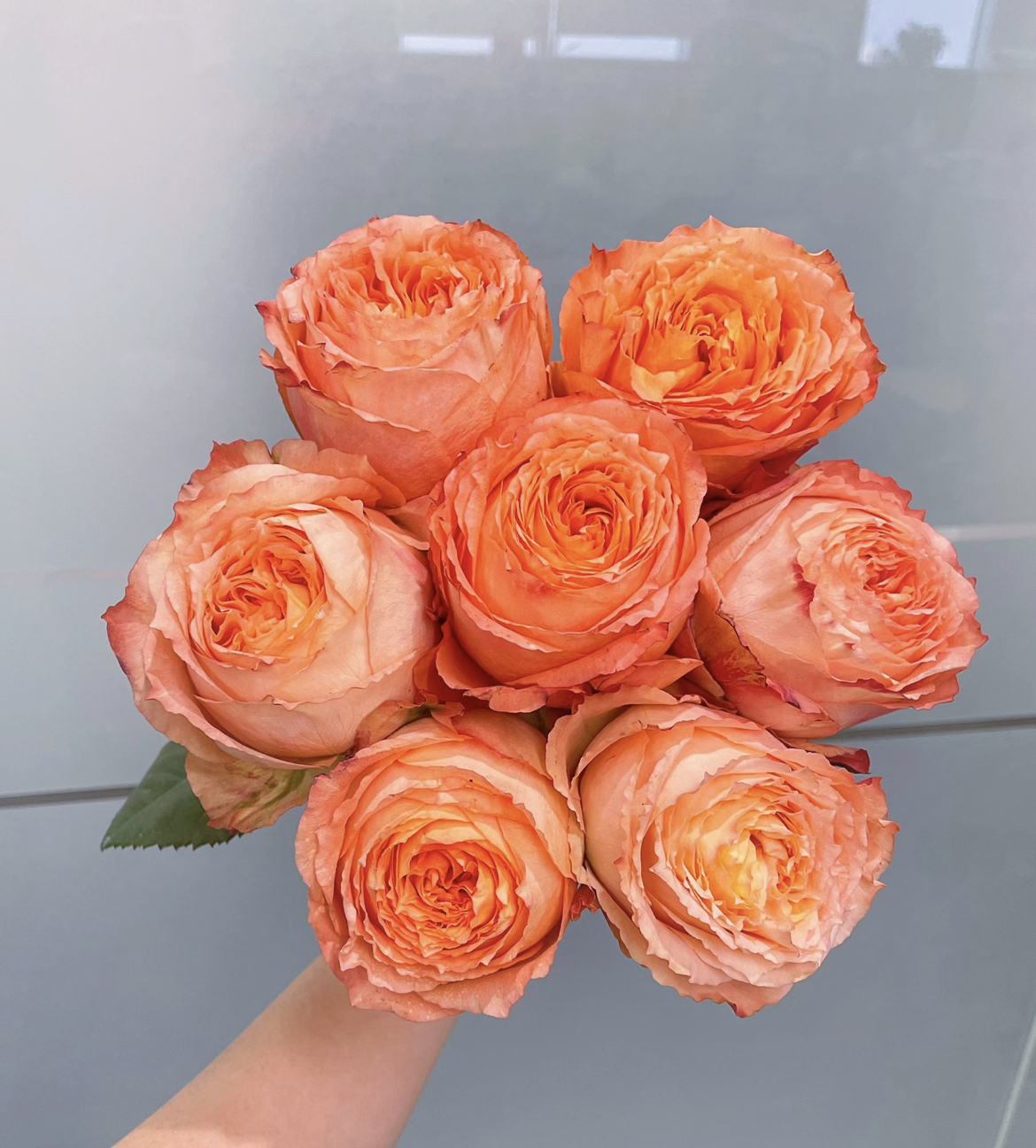 【九里花田】蛋挞单头玫瑰-基地现采现发-一单发申通两单发顺丰