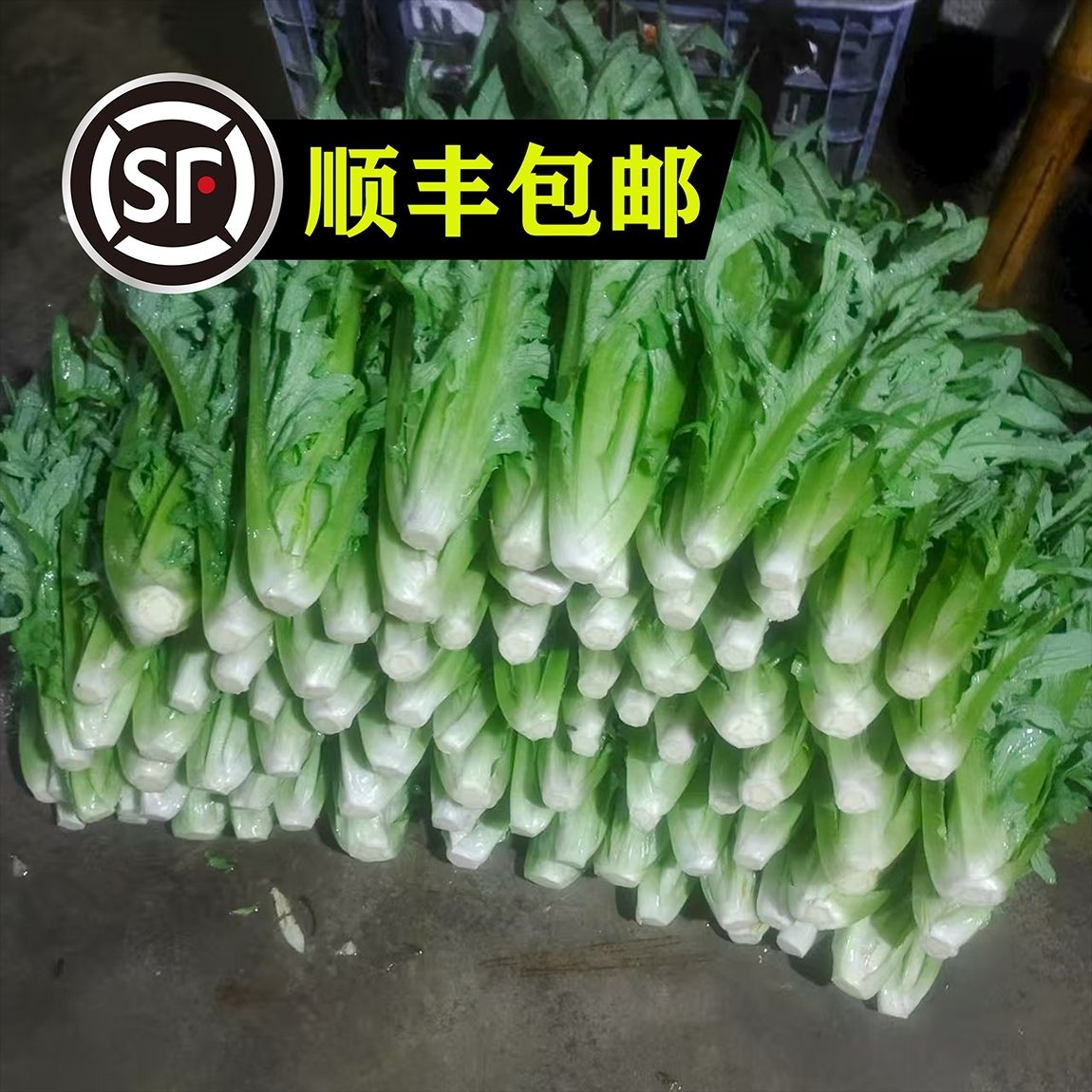 正宗博白甜麦（菜）现隔现发