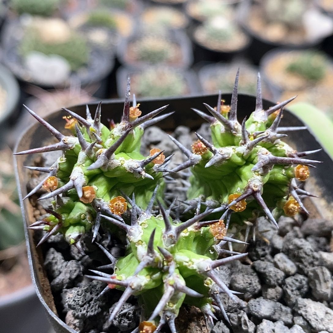 宝藏麒麟大戟仙人球