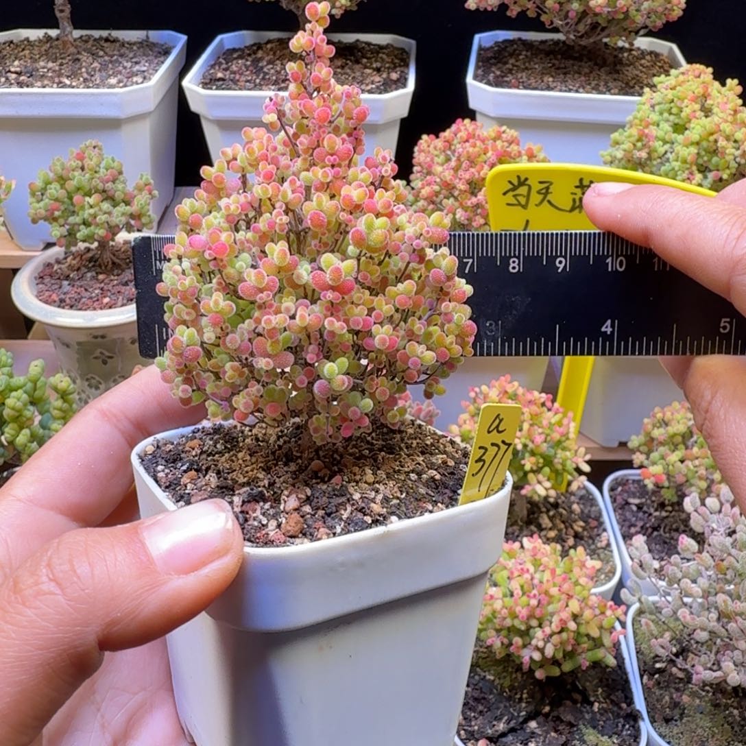 a377号蜜橘冠服6.5厘米左右圣诞树