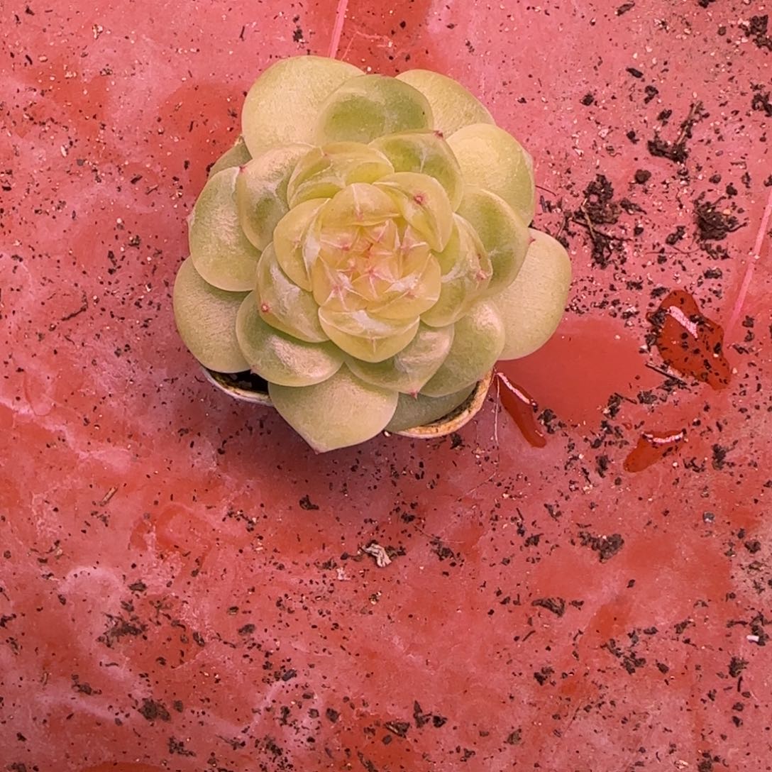 M***u大暴富盆白灯下一个满25包邮