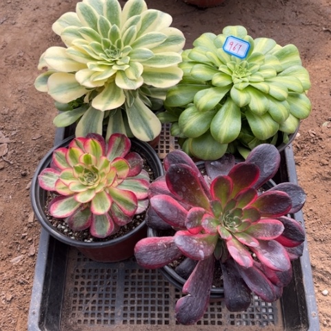 967多肉植物组合