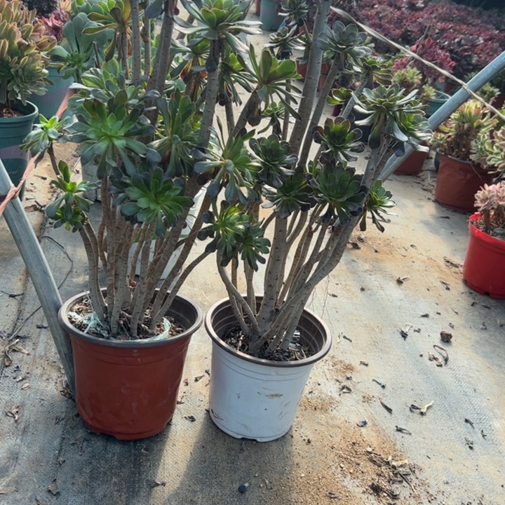 44二颗多肉多肉多肉多肉