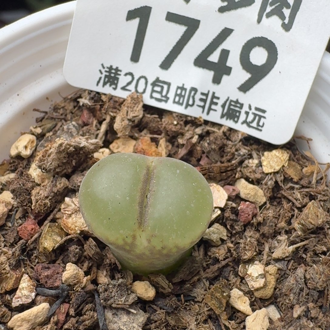 粉女带盆土。                 