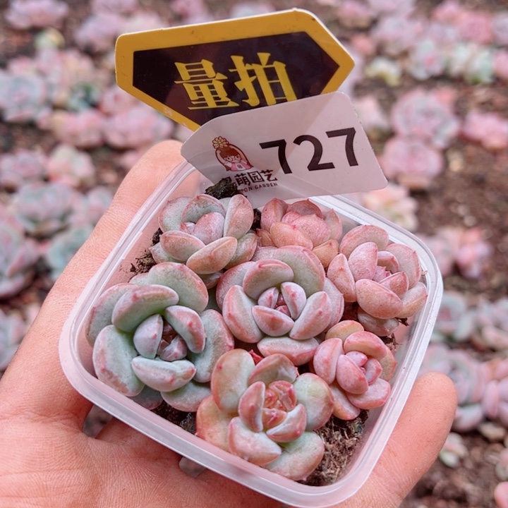 多肉植物多肉植物