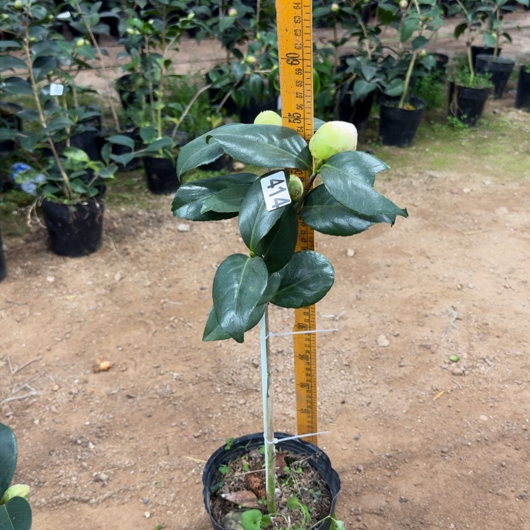 少量花朵（建议范围：2朵-5朵 或40%以下）414戴氏