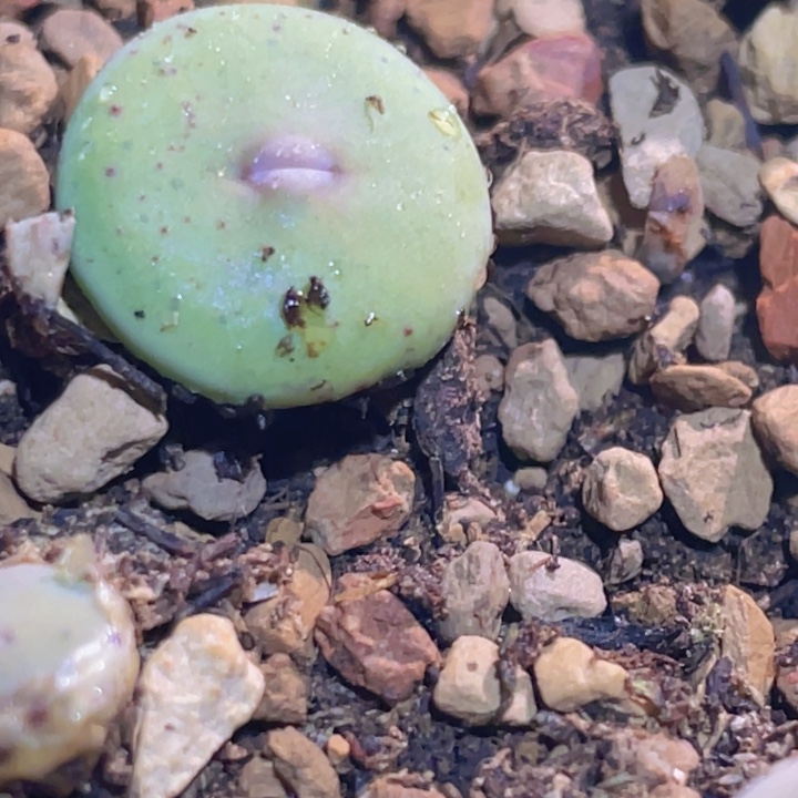 1455555555555555555555555