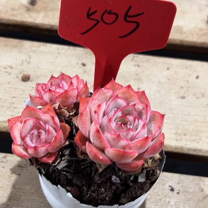 岁***歌   艾格丽亚  玫瑰    505