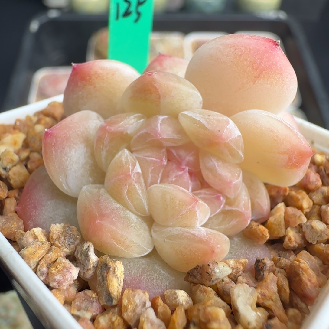 多肉125   粉魄   5厘米盆