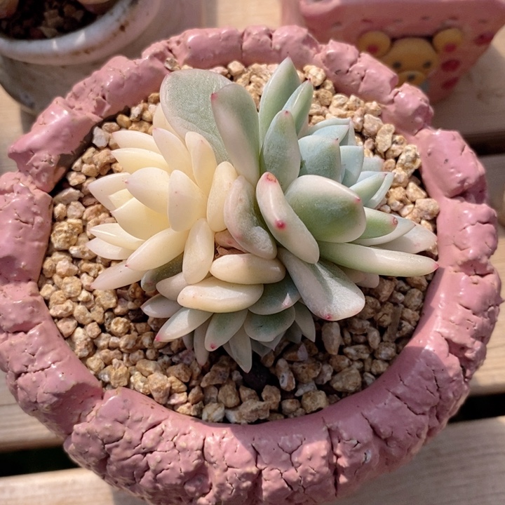 梦露锦 韩货精品