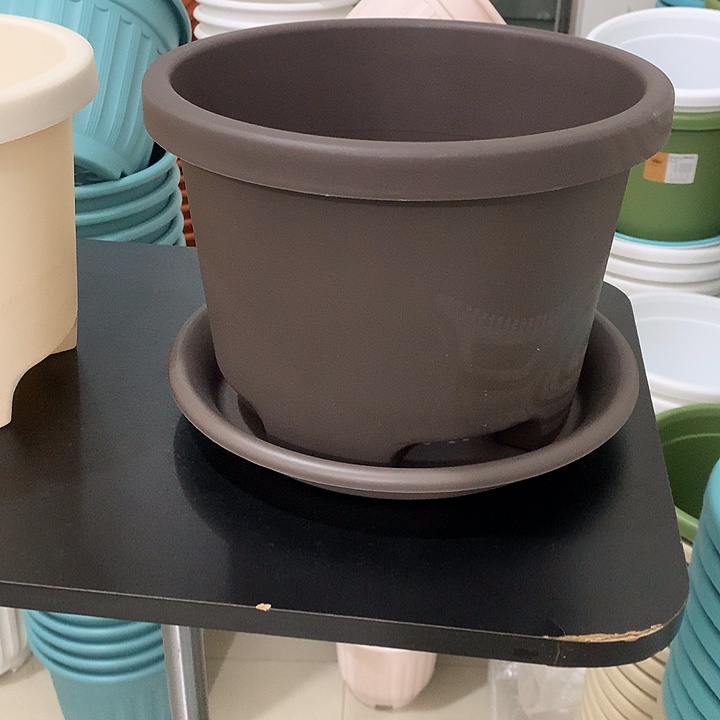 球根口26号19咖5个带托