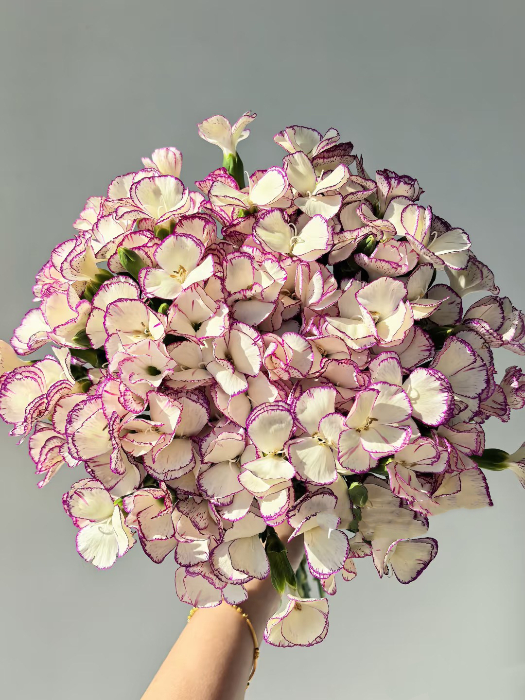 【一件包邮  】 缇娜蝴蝶单瓣多头康乃馨20支云南基地鲜花 家养水养