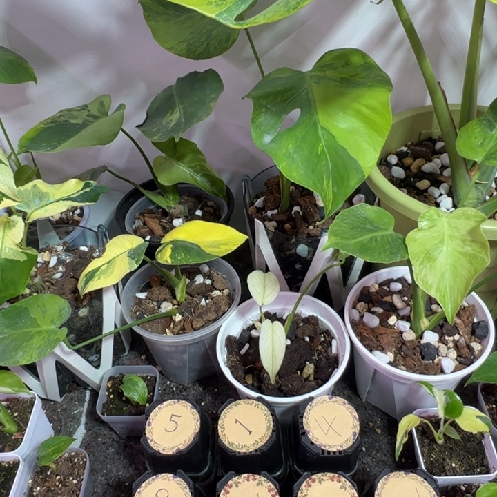 太***生完全开放龟背竹种苗