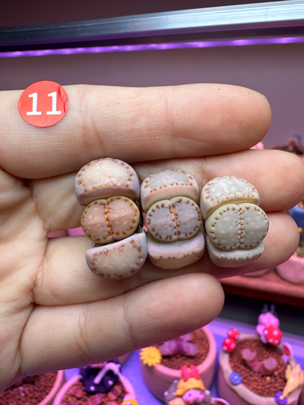 多肉植物生石花特选金边饼干三颗