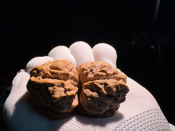 延庆蛤蟆头，铁头恶蟾，四开背大肌肉，边43+肚45+蜡红皮白茬