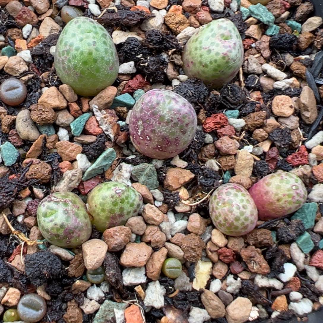 11.6好看的多肉脱土发货644